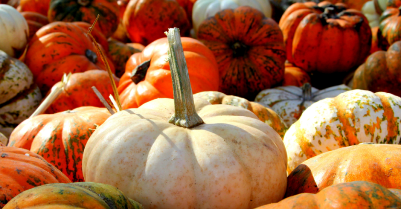 6 Fun Fall Pumpkin Patches & Fall Activities 